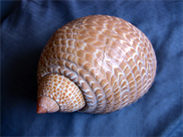 Huge Atlantic Partridge Tun conch shell, 7" large